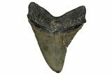 Serrated, Fossil Megalodon Tooth - North Carolina #338576-1